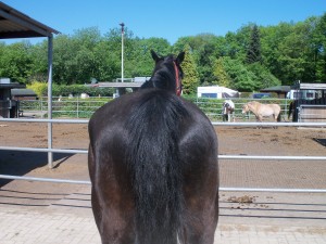 Rechtsbenig paard